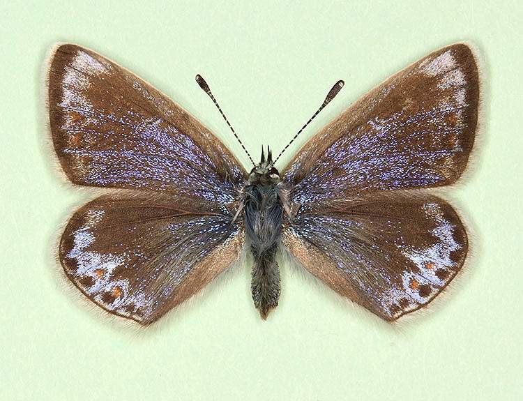 Polyommatus icarus female (aberrant form nov 2) (Internet Image property of respective owner, non-commercial use only)